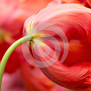 Tulip flower close-up