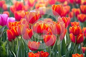 Red tulip flower fields blooming