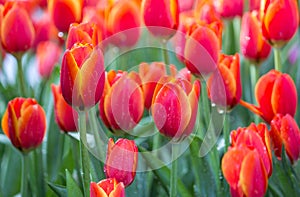 Red tulip flower fields blooming