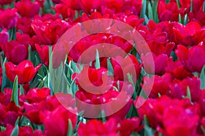 Red tulip flower fields blooming