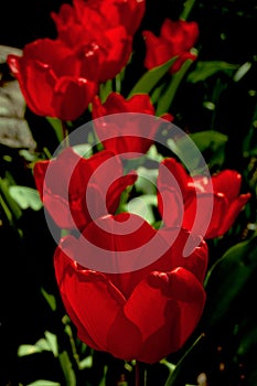 Red tulip flower in garden