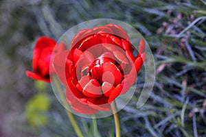 Red Tulip flower in garden. Beautiful tulip flower on blurred green background. Flowering background of bloom tulip in spring in