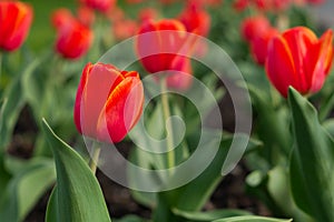 Red tulip flower garden floral spring nature colors