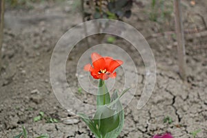 Red tulip flower in the garden with land background
