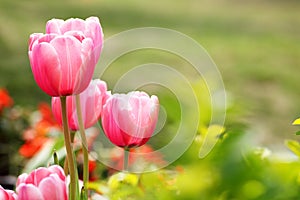 Red tulip flower with the green background photo