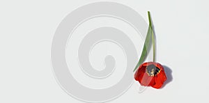 Red tulip flower with hard shadow, bright light. Isolated on gray background. Banner, copy space, top view