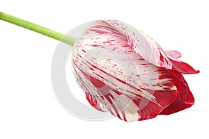 Red tulip flower head