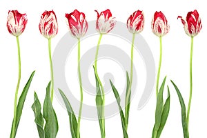 Red tulip flower head