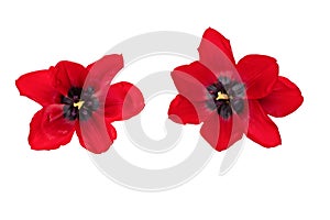 Red tulip flower head isolated on white background