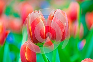 Red tulip flower int the garden