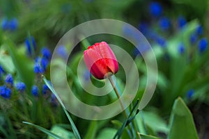 Red tulip flower with lavende in the background.