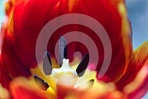 Red tulip flower macro with yellow pistil and black stamen