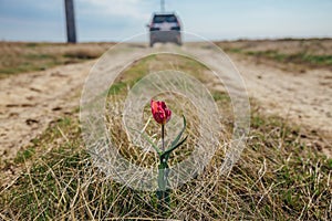 Red tulip flower in the middle of a rural road on car jeep background
