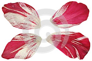 Red tulip flower petal