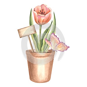 Red tulip in flower pot with sign and butterfly. Spring garden flower. Isolated hand drawn watercolor botany
