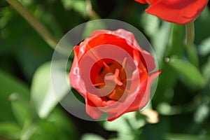 Red Tulip Flower and the Stamen Up Close