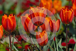 Red tulip flowers