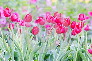 Red Tulip flowers