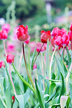 Red Tulip flowers