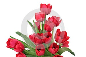 Red Tulip Flowers