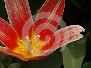 Red tulip flowers