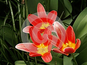 Red tulip flowers