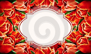 Red tulip flowers background