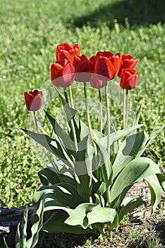 Red tulip flowers on a background of green grass in a spring garden. Red tulip buds on a green background during the day