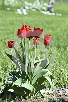 Red tulip flowers on a background of green grass in a spring garden. Red tulip buds on a green background during the day