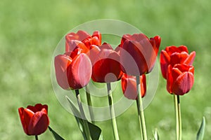 Red tulip flowers on a background of green grass in a spring garden. Red tulip buds on a green background during the day