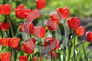 Red tulip flowers on a background of green grass in a spring garden. Red tulip buds on a green background during the day