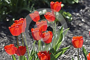 Red tulip flowers on a background of green grass in a spring garden. Red tulip buds on a green background during the day
