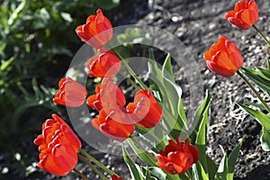 Red tulip flowers on a background of green grass in a spring garden. Red tulip buds on a green background during the day