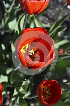 Red tulip flowers on a background of green grass in a spring garden. Red tulip buds on a green background during the day