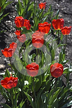 Red tulip flowers on a background of green grass in a spring garden. Red tulip buds on a green background during the day