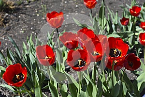 Red tulip flowers on a background of green grass in a spring garden. Red tulip buds on a green background during the day