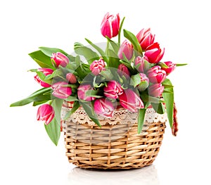 Red tulip flowers in a basket