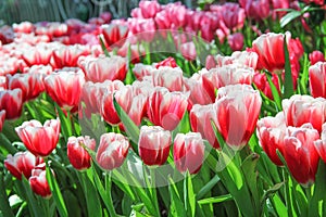 Red tulip flowers blooming with water drops in natural garden background