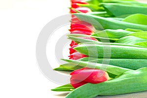 Red tulip flowers border row holiday March 8 international Women`s Day top above view isolated white