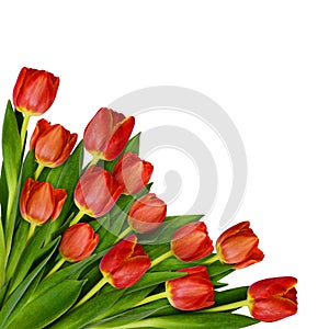 Red tulip flowers bouquet in a corner