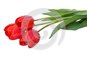 Red tulip flowers bouquet. Easter or Valentine`s day greeting card. With space for your greetings