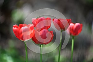 Red tulip flowers close up