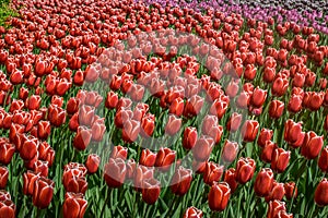 Red tulip flowers in a field in spring season