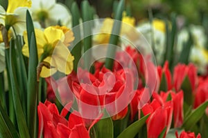 Red Tulip flowers at the Flower Dome Pavillion in Singapore