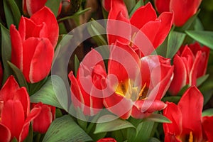 Red Tulip flowers at the Flower Dome Pavillion in Singapore