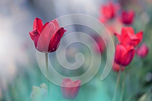 Red Tulip Flowers Garden.Abstract Macro Photos.Artistic Nature Background.Floral Design.Colorful Wallpaper.Spring.Celebration,love