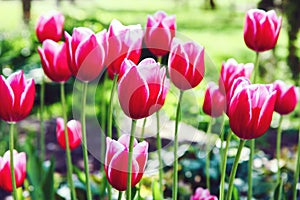 Tulipán flores 