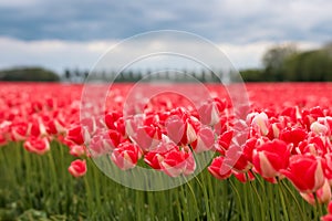 Red Tulip flowers in Netherlands during springtime