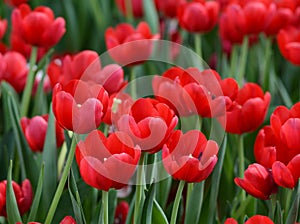 Red tulip flowers at the park in Hanoi, Vietnam