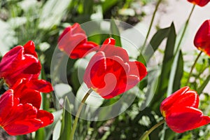 Red tulip flowers with selective focus. Beautiful nature floral background